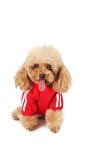 Cozy Dog Hoodie for All Seasons and Sizes