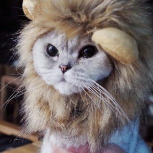 Lion Mane Wig for Small Dogs and Cats