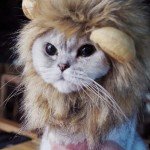 Lion Mane Wig for Small Dogs and Cats