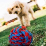 10 Pack Indestructible Dog Toys - Rope & Balls
