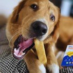 Natural Himalayan Yaky Chews for Dogs - 4 Pack