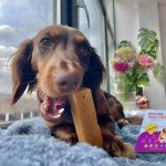 Natural Himalayan Yaky Chews for Dogs - 4 Pack