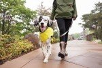 Goldpaw Waterproof Dog Jacket - Stylish All-Weather Coat