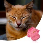 Rumyve Soft Pink Dog Jumper for Winter