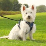 Belababy Adjustable Anti-Pull Dog Harness - Dark Blue