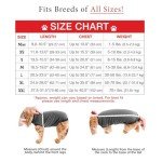 BellyGuard Dog Recovery Suit for After Surgery