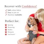 BellyGuard Dog Recovery Suit for After Surgery