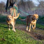 Wisedog 3m Lake Green Hands-Free Dog Lead