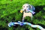 Rosewood Plush Squeaky Snake Dog Toy - 69 cm