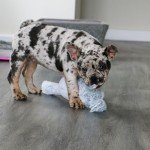 Ancol Small Bite Bunny Dog Toy - Soft & Squeaky