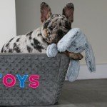 Ancol Small Bite Bunny Dog Toy - Soft & Squeaky