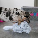 Ancol Small Bite Bunny Dog Toy - Soft & Squeaky