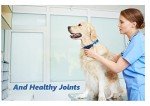 Turmerific Chicken Treats for Dog Joint Health
