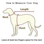 Personalized Leather Dog Collars in Various Colors