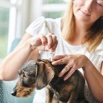 Beaphar FIPROtec® Combo for Medium Dogs – Flea & Tick Solution