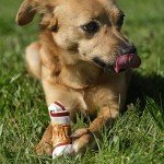 8in1 Triple Flavor Chewy Dog Bone