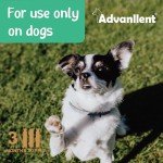 Natural Flea and Tick Treatment for Dogs, 3 Pack