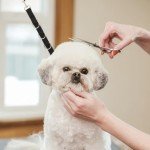 3-Pack Nylon Dog Grooming Restraint Loops