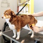 3-Pack Nylon Dog Grooming Restraint Loops