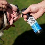 Buddycare Antiseptic Dental Spray for Dogs - 200ml