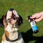 Buddycare Antiseptic Dental Spray for Dogs - 200ml