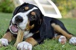 12 Natural Rawhide Bones for Dogs Bundle