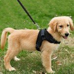 Breathable No-Pull Dog Harness Vest (S, Black)