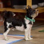 Rex & Roxy Super Absorbent Puppy Training Pads