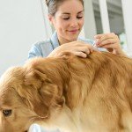 Dog Flea & Tick Treatment - 2 Pack Spot-On