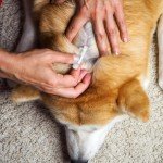 Dog Flea & Tick Treatment - 2 Pack Spot-On