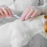 Dog Flea & Tick Treatment - 2 Pack Spot-On