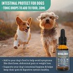 Wormwood Tonic for Dogs - Natural Worming Solution