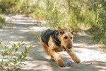 ChuckIt! Ultra Squeaker Ball for Dogs – Medium