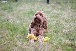 Eco-Friendly Plush Giraffe Dog Toy with Squeaker