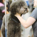 Adjustable Dog Grooming Loop and Bathing Tether