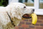 Soft Chew Latex Banana Dog Toy, Small