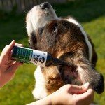 Buddycare Antiseptic Ear Drops for Dogs (200ml)