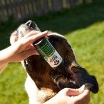 Buddycare Antiseptic Ear Drops for Dogs (200ml)