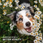 AniForte BARF Complete Dog Supplement – 100% Natural