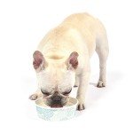 Arm & Hammer Fresh Spectrum Dog Dental Water Additive