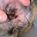 Thornit Ear Powder for Dogs, Cats & Rabbits