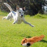 Indestructible No-Stuffing Squeaky Dog Toys - 6 Pack