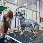 Adjustable Folding Dog Grooming Table 60-105CM