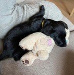 Pet Prime Snuggle Bear Plush Toy for Dogs