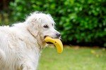 Large Petface Soft Chew Banana Dog Toy