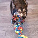 Small Triple Knot Rope Dog Toy by Petface