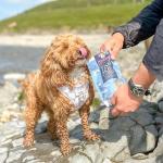 Fish Skin Jerky Cubes - Healthy Dog Treats