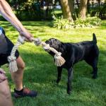 Indestructible Cotton Dog Rope Toys for Aggressive Chewers