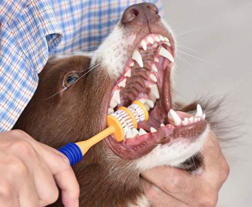 Coconut Dental Kit for Dogs, Removes Plaque & Tartar