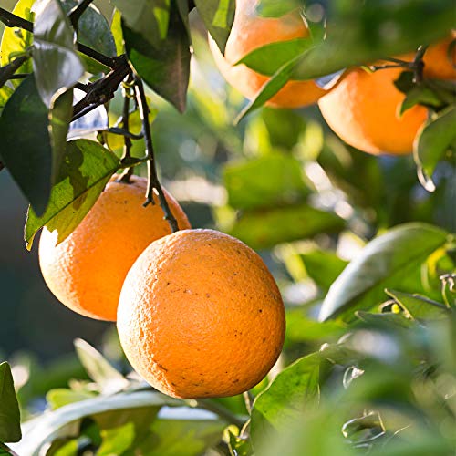 Weleda Happy Orange Kids 2 in1 Shampoo + Body Wash, 150 ml